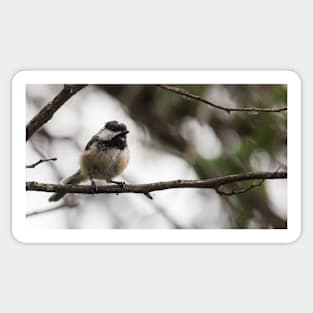 Chickadee Sticker